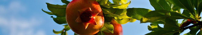 Choosing A Site For Your Mesa Pomegranate Tree