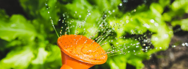 Watering Your Arizona Herb Garden