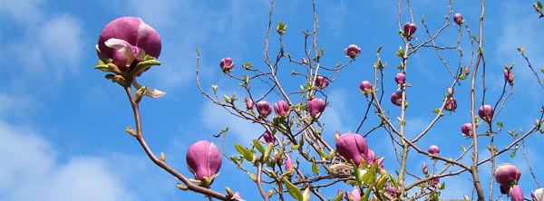 how-to-plant-magnolia-tree-arizona