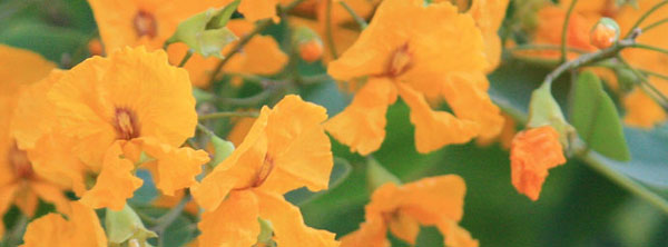 tipu-tree-flowers-arizona