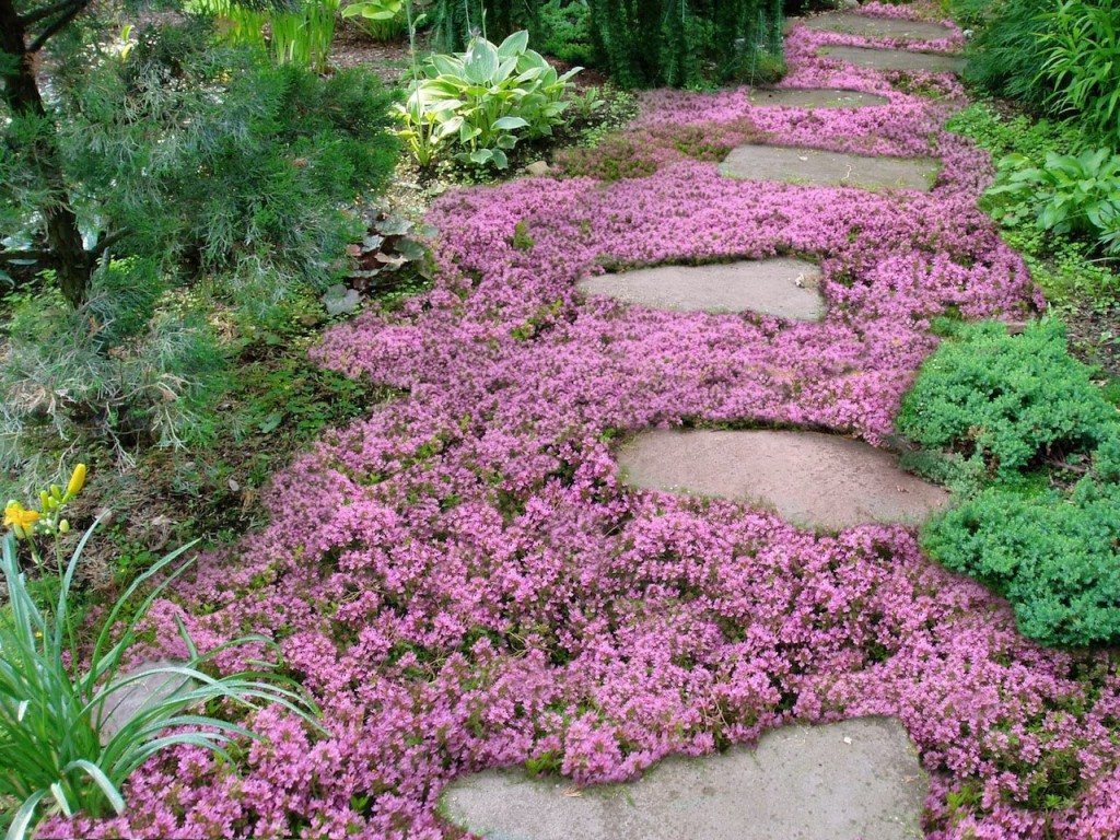 Ground Covering Flowers A P Nursery   Ground Covering Flowers 1024x768 