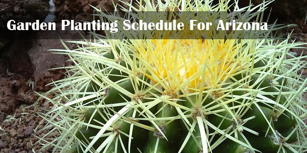 best garden planting schedule mesa arizona
