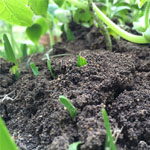 The best soil type for vegetable growing in AZ