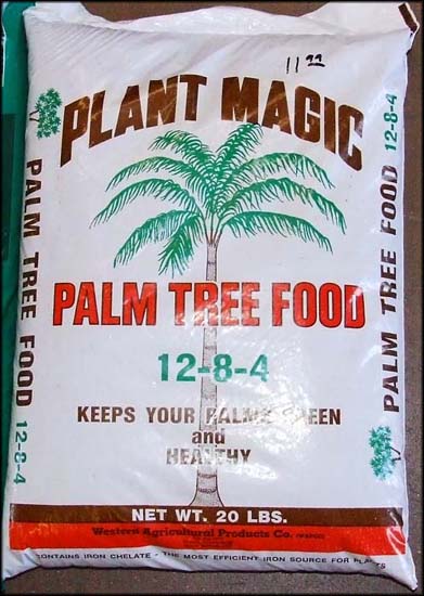 Palm Tree Food