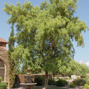 Tipu Desert Tree Arizona Landscaping Mesa AZ