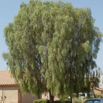 Willow Acacia Desert Tree Mesa AZ - A&P Nursery