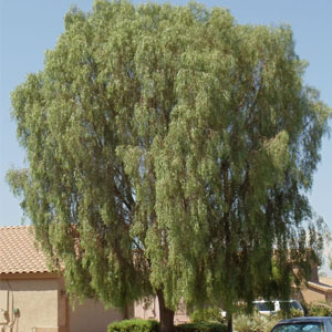 Willow Acacia Desert Tree Mesa AZ