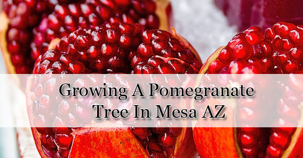 Growing A Pomegranate Tree In Mesa AZ