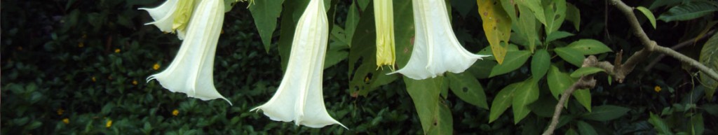 Datura Perennial Flower Arizona
