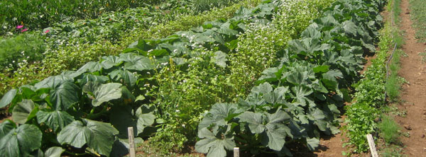 Herb Garden Layout Arizona