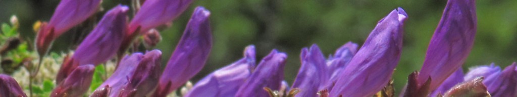 Penstemon Perennial Flower Arizona
