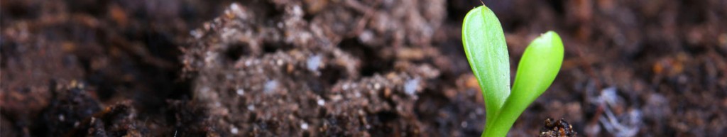 Perennial Flower Soil Preparation Arizona
