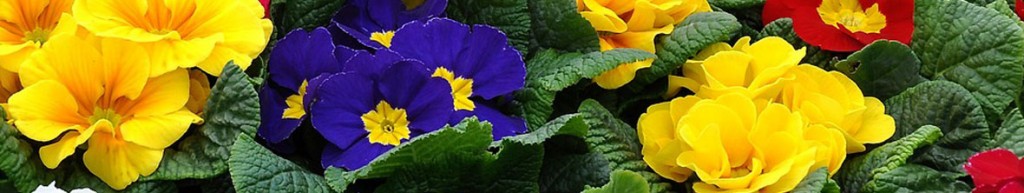 Primrose Perennial Flower Arizona