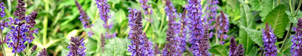 Salvia Perennial Flower Arizona