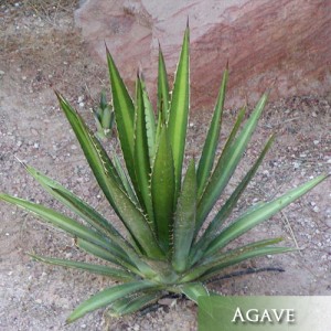 Agave-Lechuguilla-Succlent Arizona Landscaping Plants