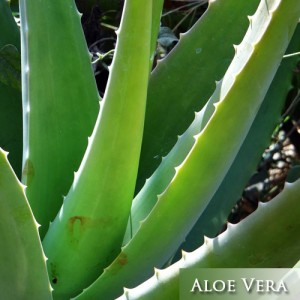 Aloe-Vera-Succlent-Arizona Landscaping Plants