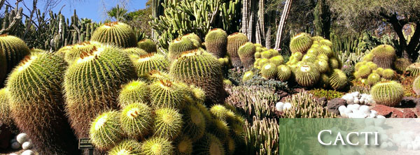 Cacti- Arizona Landscaping Plants