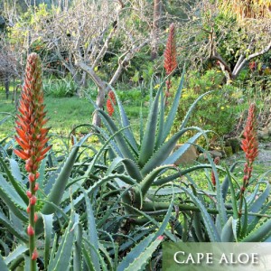 Cape-Aloe-Succlent-Arizona Landscaping Plants