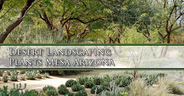 Desert Landscaping Plants Mesa Arizona