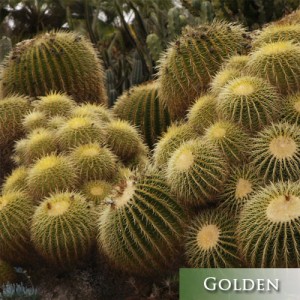 golden-barrel-cactus-desert-lanscaping-arizona
