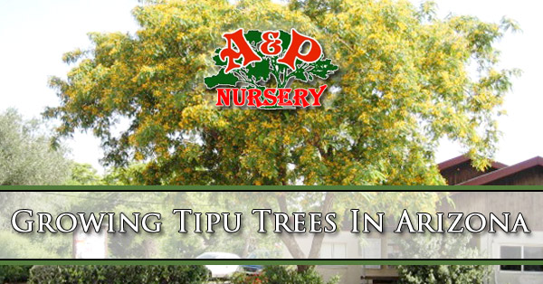 Growing Tipu Trees In Arizona
