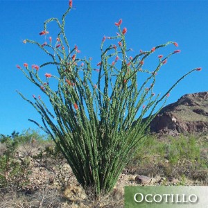 Ocotillo-Succlent-Arizona Landscaping Plants