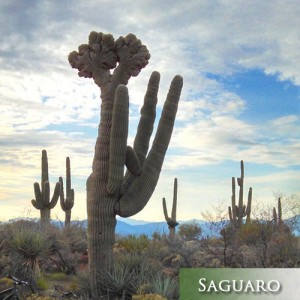 Saguaro-Cactus-Arizona Landscaping Plants