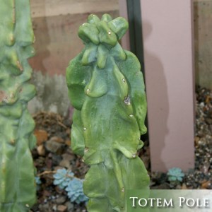 Totem-Pole-Cactus-Arizona Landscaping Plants