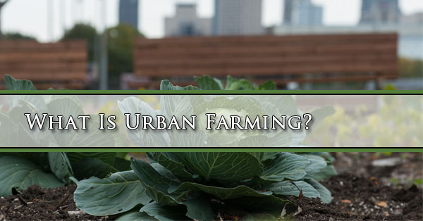 What Is Urban Farming? Arizona