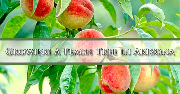 Growing A Peach Tree in Arizona