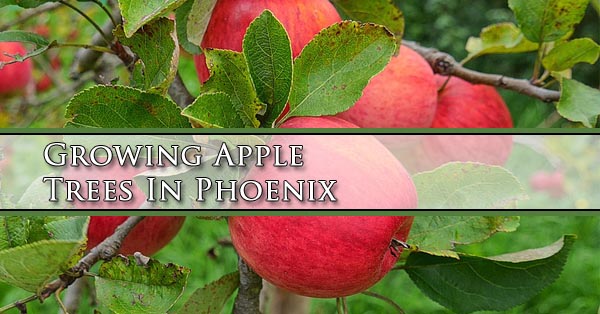 growing-apple-trees-in-phoenix