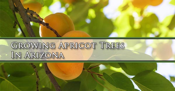 Growing Apricot Trees In Arizona