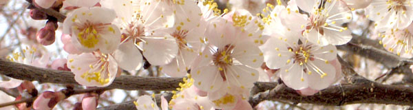Pest & Insect Control Apricot Trees Arizona