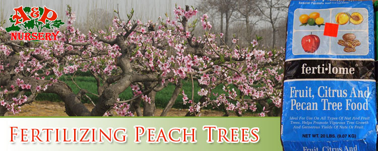 Fertilizing Peach Trees Arizona