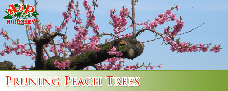 Pruning Peach Trees