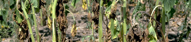Tomato Plant Diseases & Pests Arizona