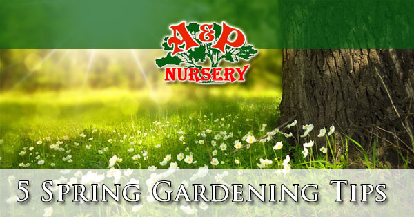 5 Spring Gardening Tips Arizona
