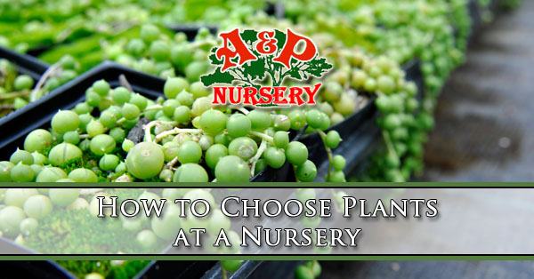 How to Choose Plants at a Nursery Arizona