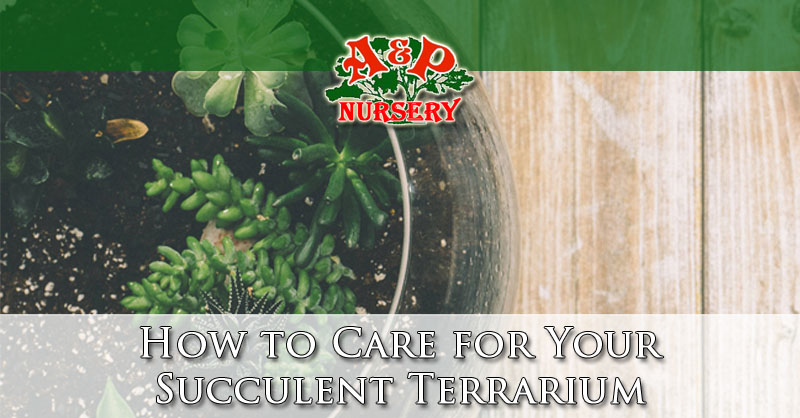 How to Care for Your Succulent Terrarium