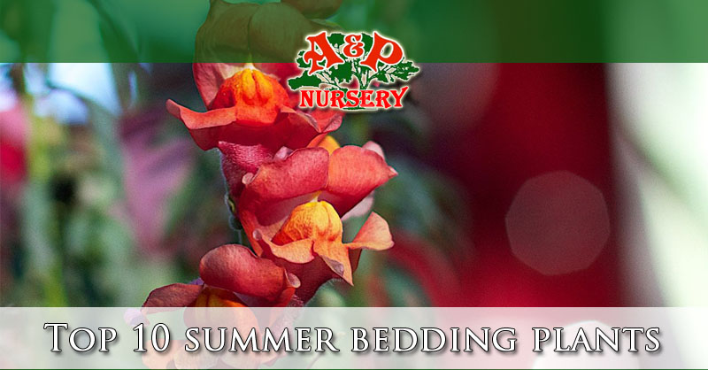 Top 10 summer bedding plants