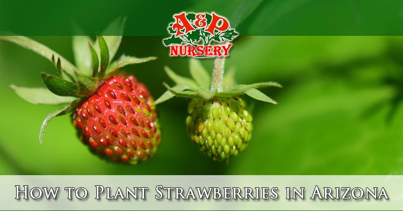 How to plant strawberries in Arizona