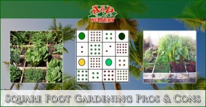 Square Foot Gardening Pros & Cons - A&P Nursery