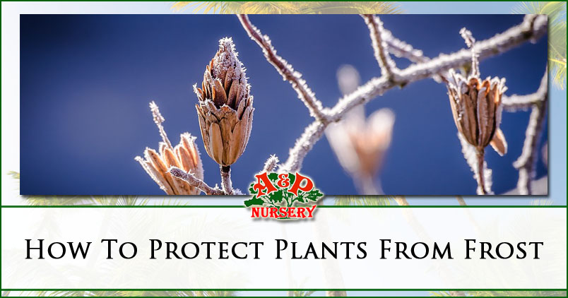 How To Protect Plants From Frost