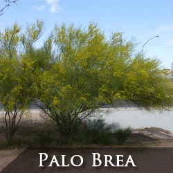 Palo Brea Tree Phoenix