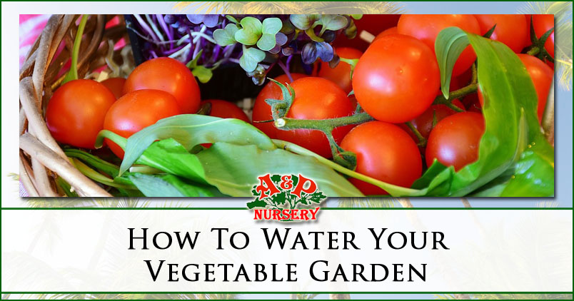 How To Water Your Vegetable Garden
