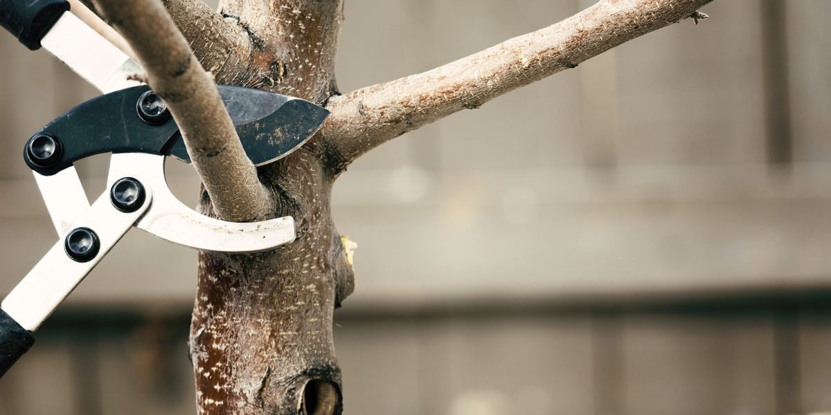 what-is-tree-pruning-tree-pruning-definition-a-p-nursery