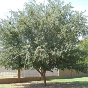 12 Best Fast Growing Shade Trees - A&P Nursery