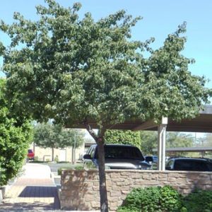 12 Best Fast Growing Shade Trees - A&P Nursery