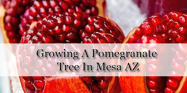 Wait until spring to prune pomegranate trees, Home and Garden