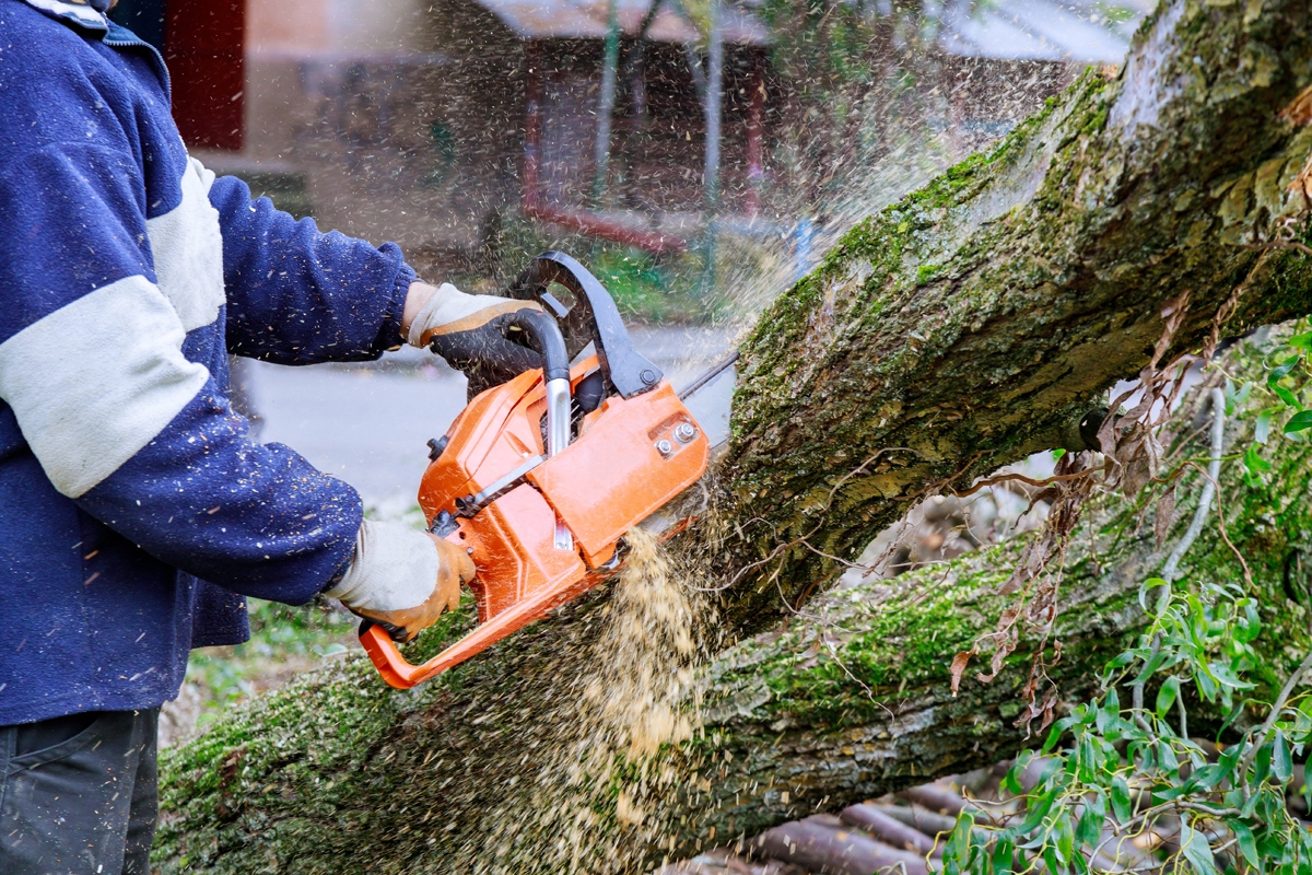 How To Cut Down A Small Tree 6 Easy Steps A P Nursery